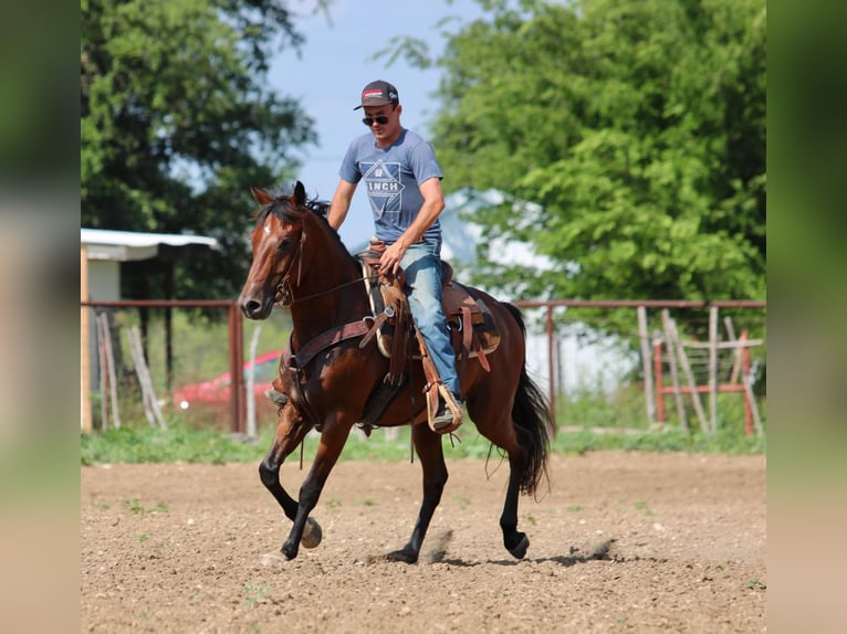 Andaluces Caballo castrado 11 años 155 cm Castaño rojizo in Stephenville TX