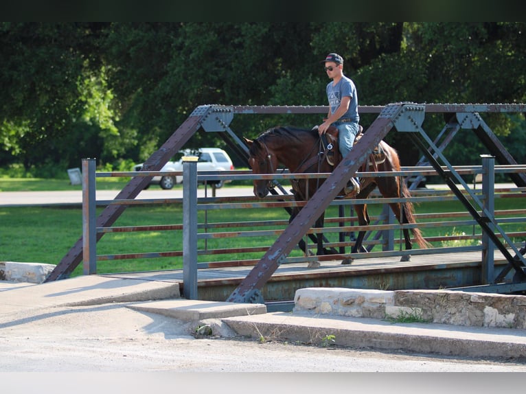 Andaluces Caballo castrado 11 años 155 cm Castaño rojizo in Stephenville TX