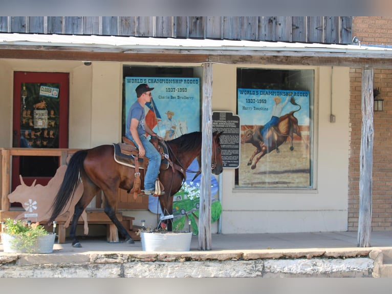 Andaluces Caballo castrado 11 años 155 cm Castaño rojizo in Stephenville TX