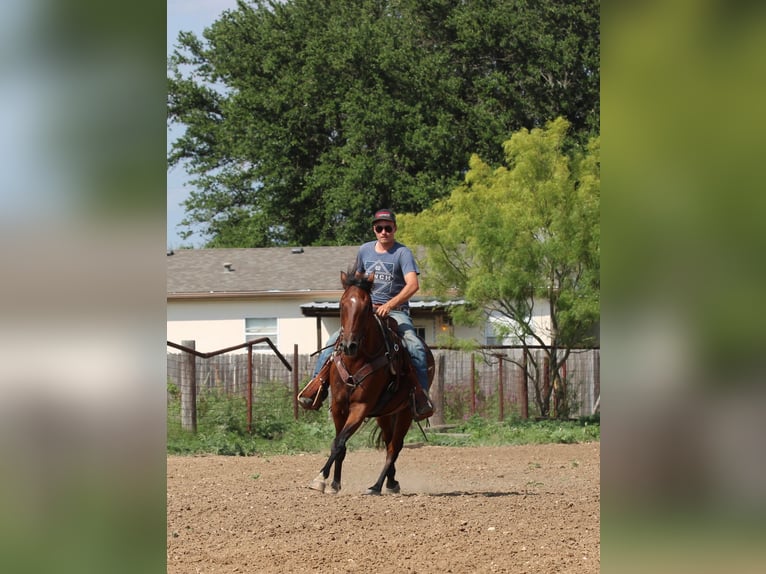 Andaluces Caballo castrado 11 años 155 cm Castaño rojizo in Stephenville TX