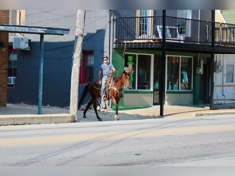 Andaluces Caballo castrado 11 años 155 cm Castaño rojizo in Stephenville TX