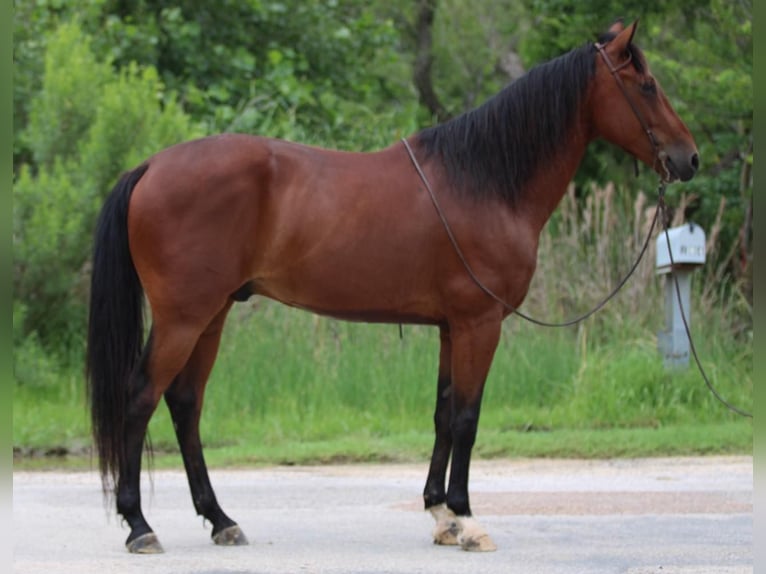 Andaluces Caballo castrado 11 años 155 cm Castaño rojizo in Stephenville TX