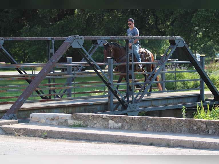 Andaluces Caballo castrado 11 años 155 cm Castaño rojizo in Stephenville TX