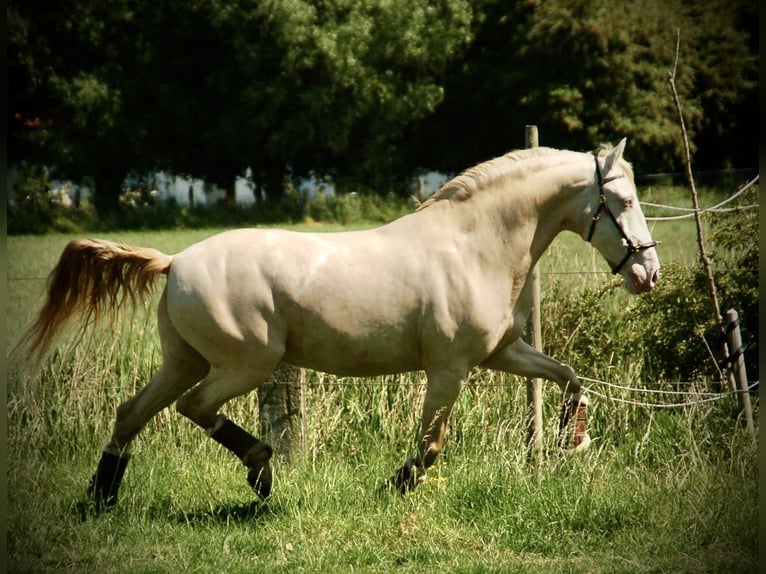 Andaluces Mestizo Caballo castrado 11 años 155 cm Perlino in Bredene
