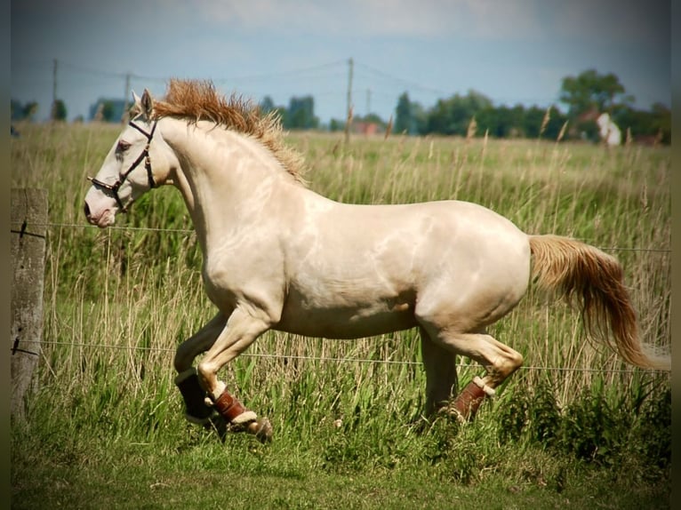 Andaluces Mestizo Caballo castrado 11 años 155 cm Perlino in Bredene
