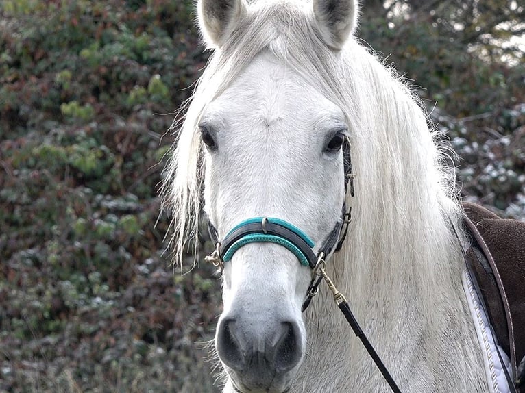 Andaluces Mestizo Caballo castrado 11 años 156 cm Tordo in Rot an der Rot