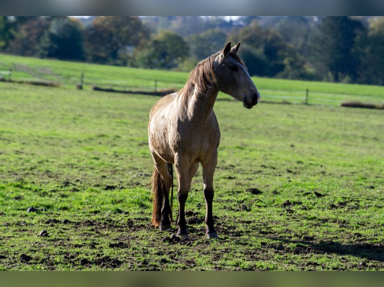 Andaluces Caballo castrado 11 años 158 cm in Aachen