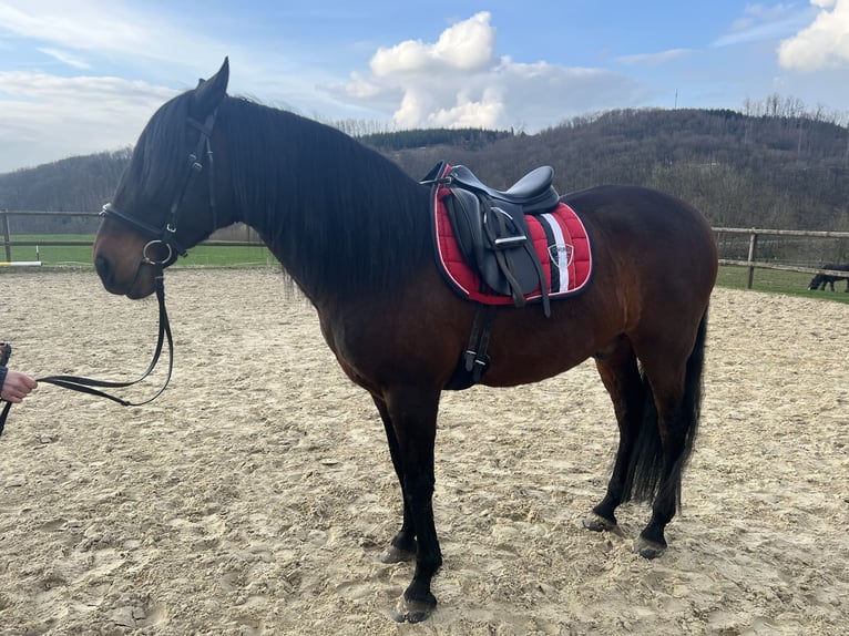 Andaluces Caballo castrado 11 años 158 cm Castaño oscuro in Reichshof