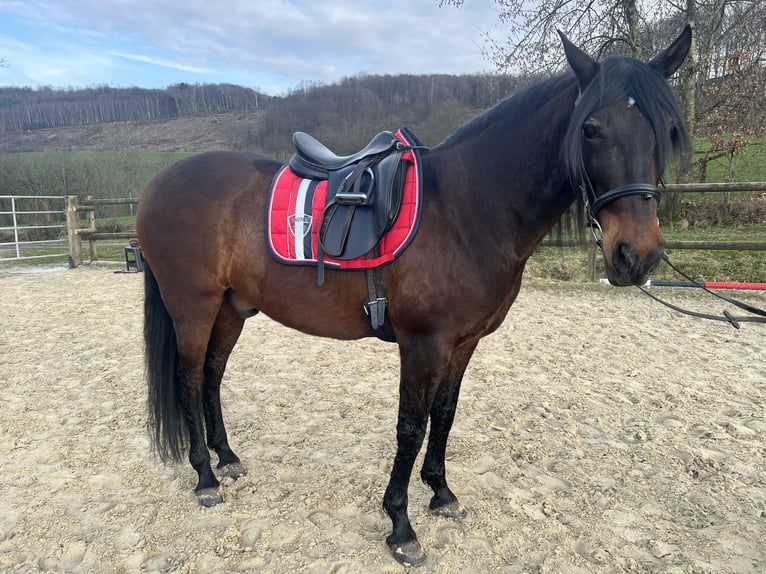 Andaluces Caballo castrado 11 años 158 cm Castaño oscuro in Reichshof