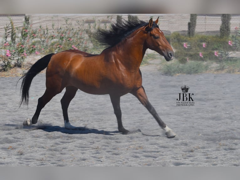 Andaluces Caballo castrado 11 años 159 cm Castaño in Tabernas Almeria