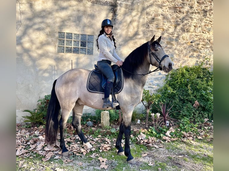 Andaluces Caballo castrado 11 años 160 cm Bayo in Lunel-Viel