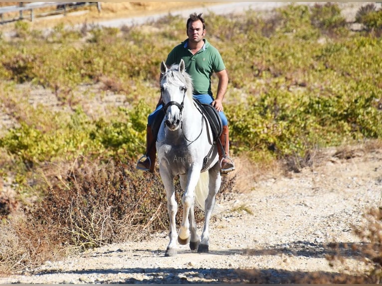 Andaluces Caballo castrado 11 años 161 cm Tordo in Provinz Cordoba