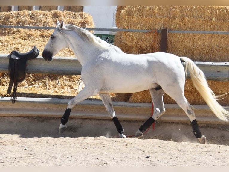 Andaluces Caballo castrado 11 años 161 cm Tordo in Provinz Cordoba