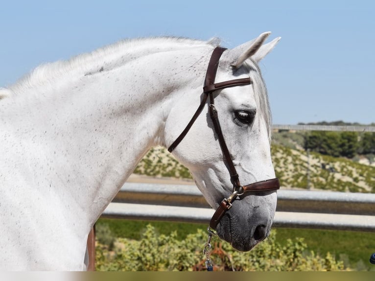 Andaluces Caballo castrado 11 años 161 cm Tordo in Provinz Cordoba