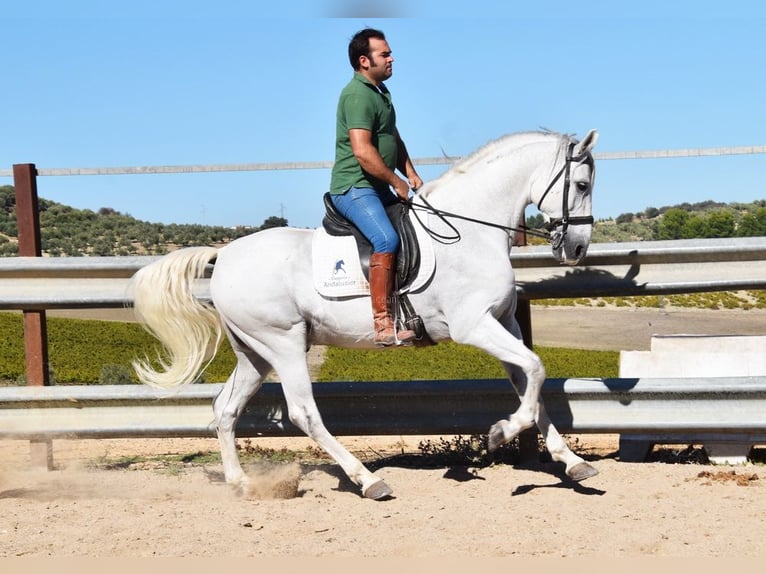Andaluces Caballo castrado 11 años 161 cm Tordo in Provinz Cordoba