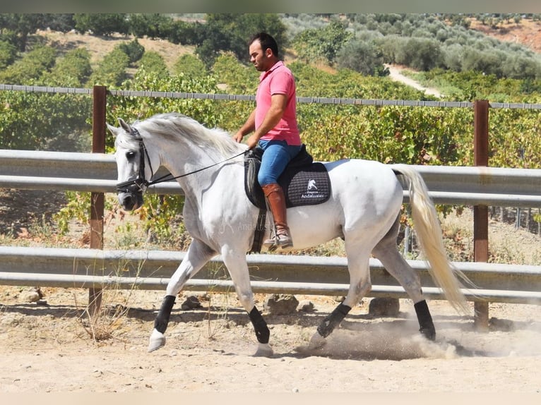 Andaluces Caballo castrado 11 años 161 cm Tordo in Provinz Cordoba