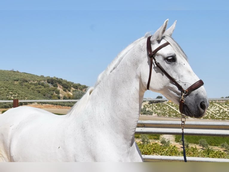 Andaluces Caballo castrado 11 años 161 cm Tordo in Provinz Cordoba