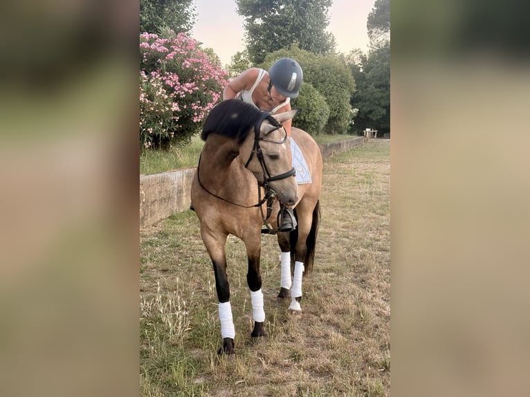 Andaluces Caballo castrado 11 años 163 cm Bayo in Lunel-Viel