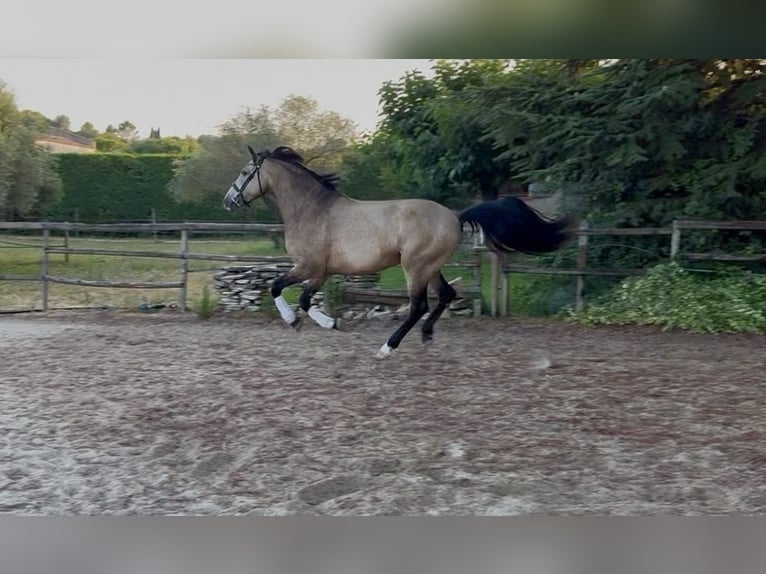 Andaluces Caballo castrado 11 años 163 cm Bayo in Lunel-Viel