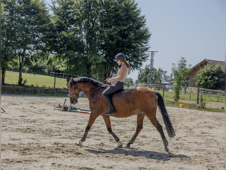 Andaluces Caballo castrado 11 años 163 cm Castaño in Pittenhart
