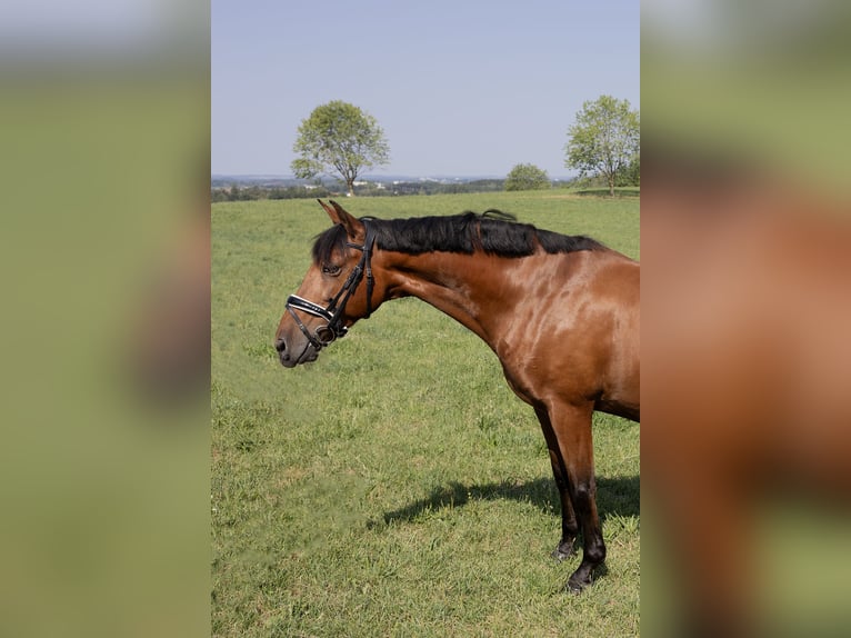 Andaluces Caballo castrado 11 años 163 cm Castaño in Pittenhart