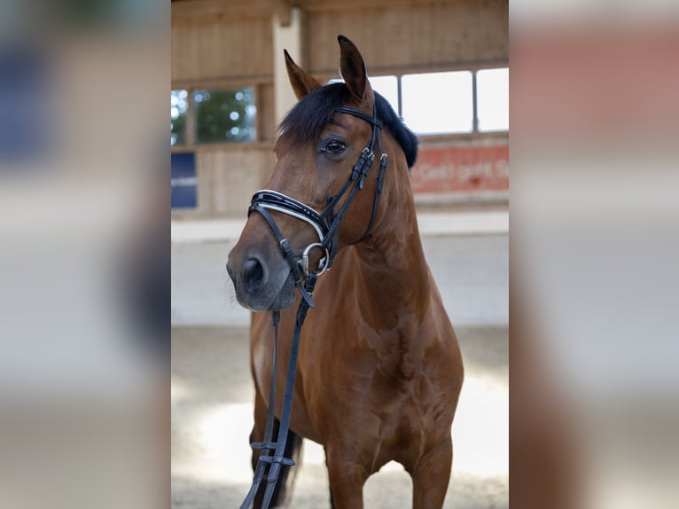 Andaluces Caballo castrado 11 años 163 cm Castaño in Pittenhart
