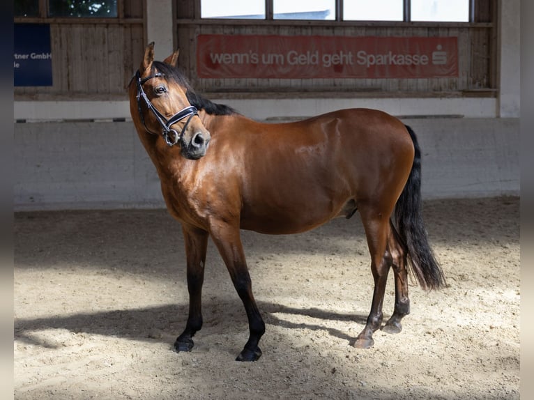 Andaluces Caballo castrado 11 años 163 cm Castaño in Pittenhart