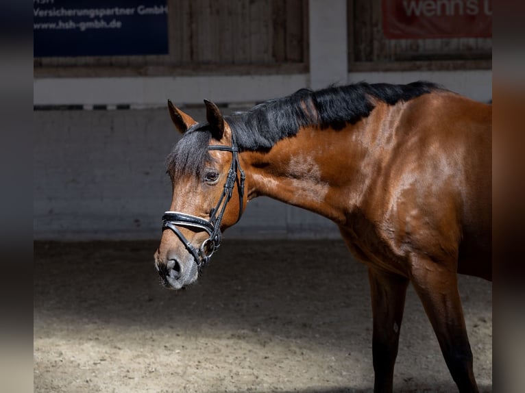 Andaluces Caballo castrado 11 años 163 cm Castaño in Pittenhart