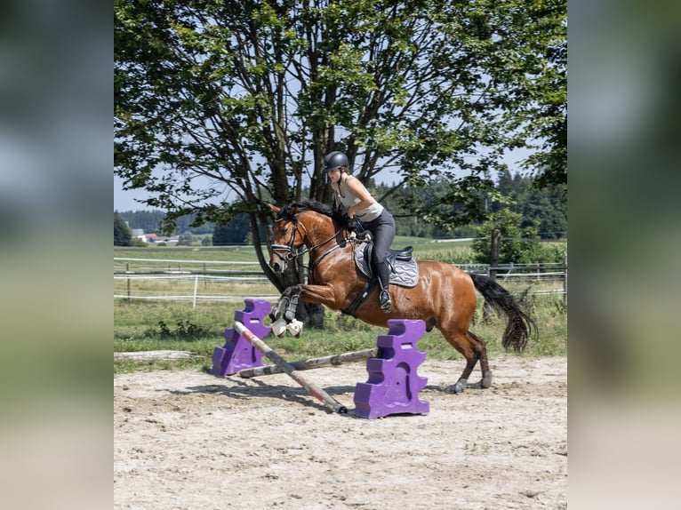 Andaluces Caballo castrado 11 años 163 cm Castaño in Pittenhart
