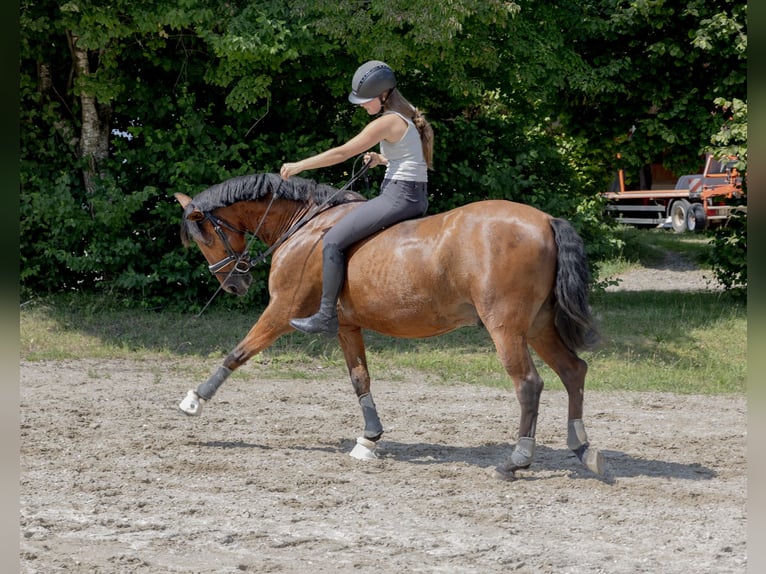 Andaluces Caballo castrado 11 años 163 cm Castaño in Pittenhart