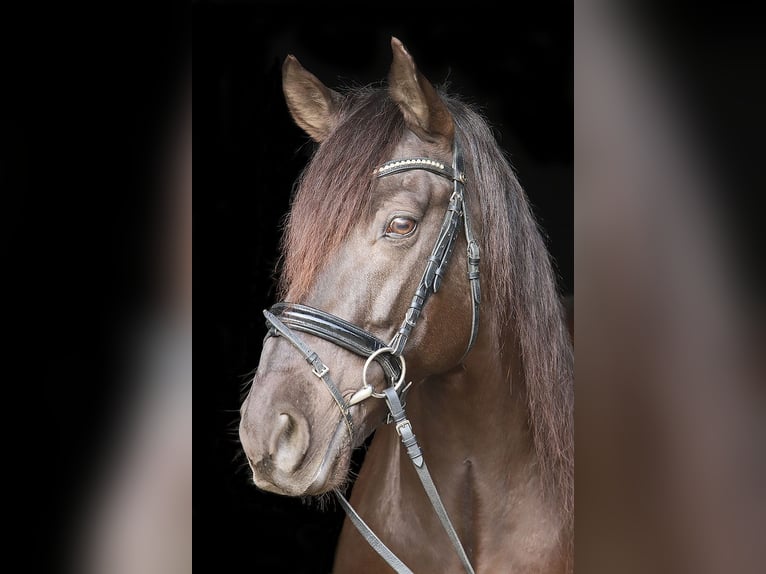 Andaluces Caballo castrado 11 años 163 cm Negro in Bötersen