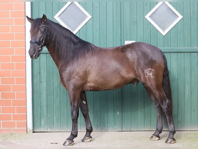 Andaluces Caballo castrado 11 años 163 cm Negro in Bötersen