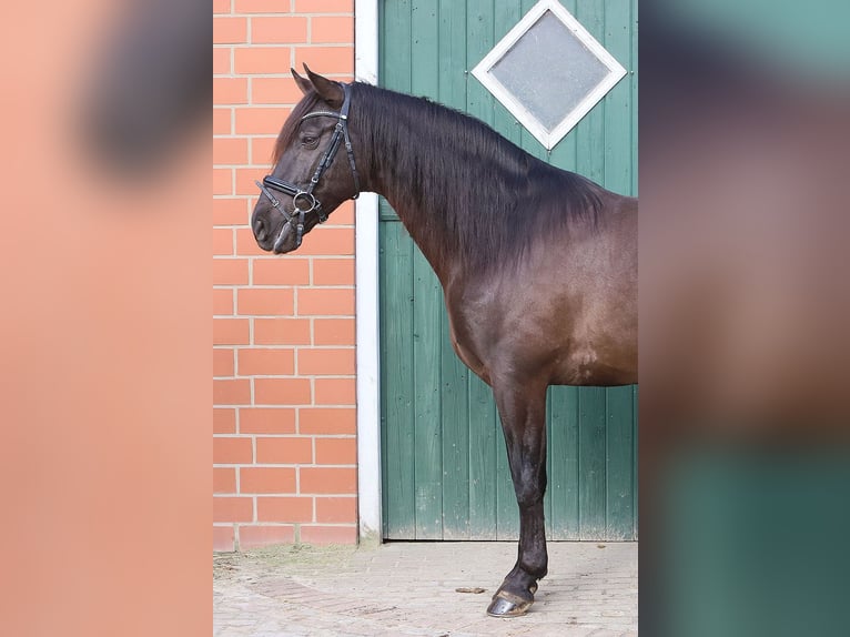 Andaluces Caballo castrado 11 años 163 cm Negro in Bötersen