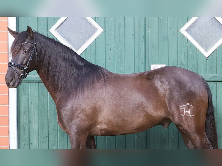 Andaluces Caballo castrado 11 años 163 cm Negro in Bötersen