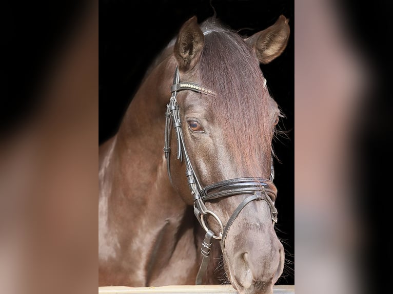 Andaluces Caballo castrado 11 años 163 cm Negro in Bötersen