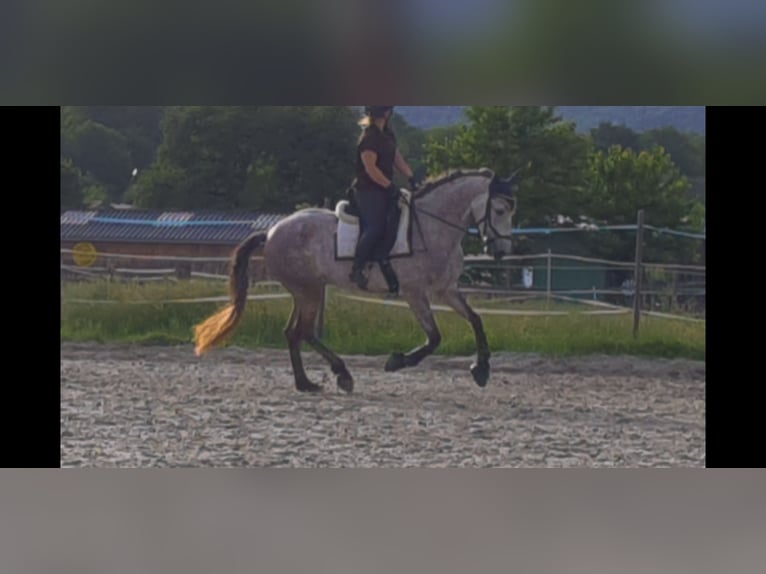 Andaluces Caballo castrado 11 años 165 cm Tordo picazo in Volkertshausen