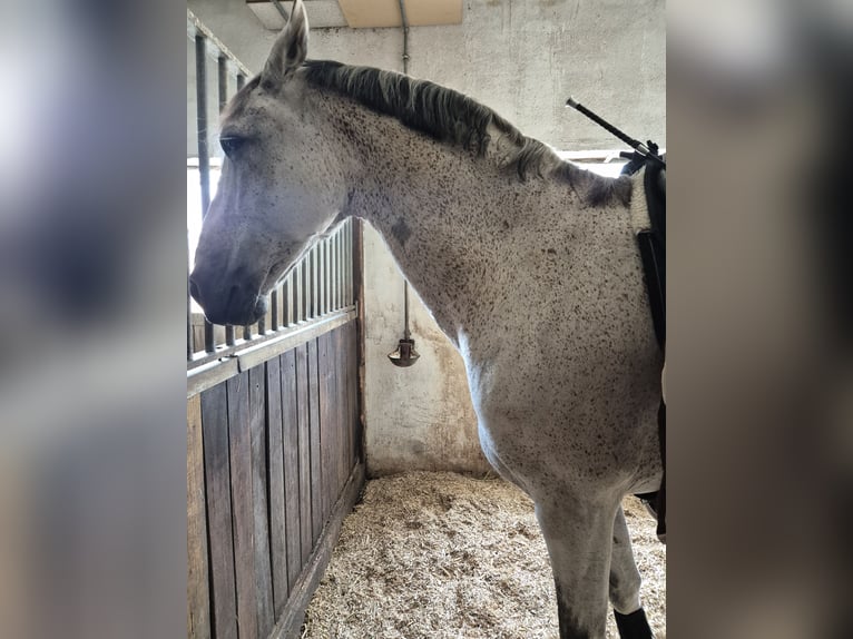 Andaluces Caballo castrado 11 años 165 cm Tordo picazo in Volkertshausen