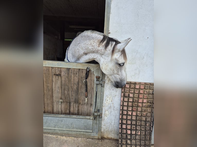 Andaluces Caballo castrado 11 años 165 cm Tordo picazo in Volkertshausen