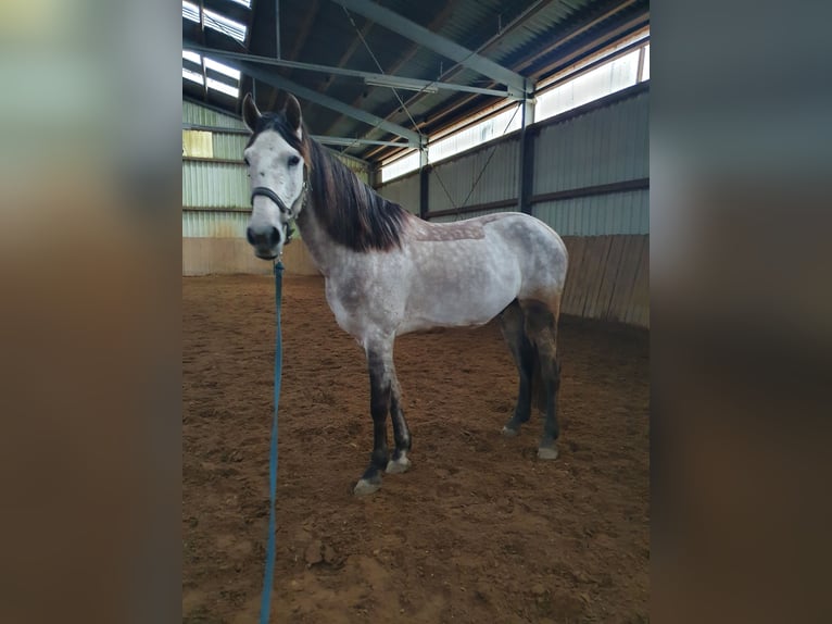 Andaluces Caballo castrado 11 años 165 cm Tordo picazo in Volkertshausen