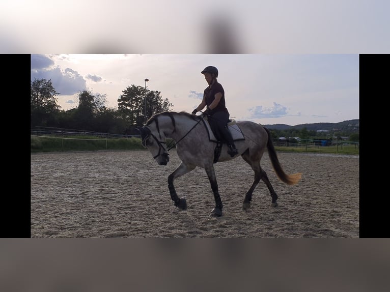 Andaluces Caballo castrado 11 años 165 cm Tordo picazo in Volkertshausen