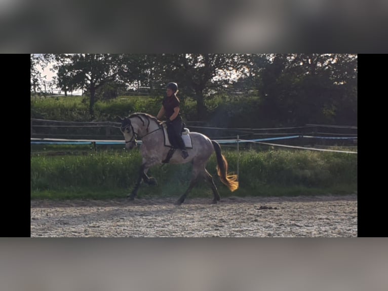 Andaluces Caballo castrado 11 años 165 cm Tordo picazo in Volkertshausen