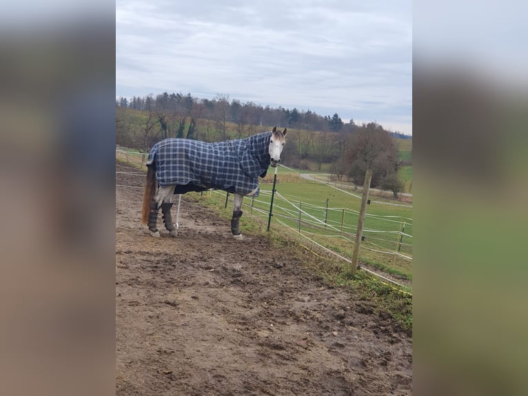 Andaluces Caballo castrado 11 años 165 cm Tordo picazo in Volkertshausen