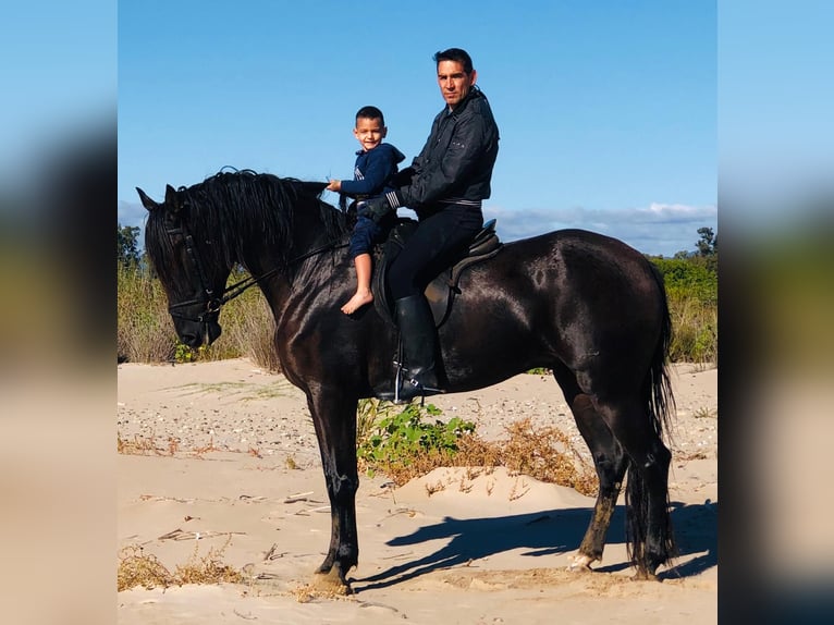 Andaluces Caballo castrado 11 años 170 cm Negro in Vila-Seca