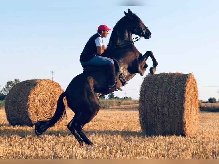 Andaluces Caballo castrado 11 años 170 cm Negro in Vila-Seca