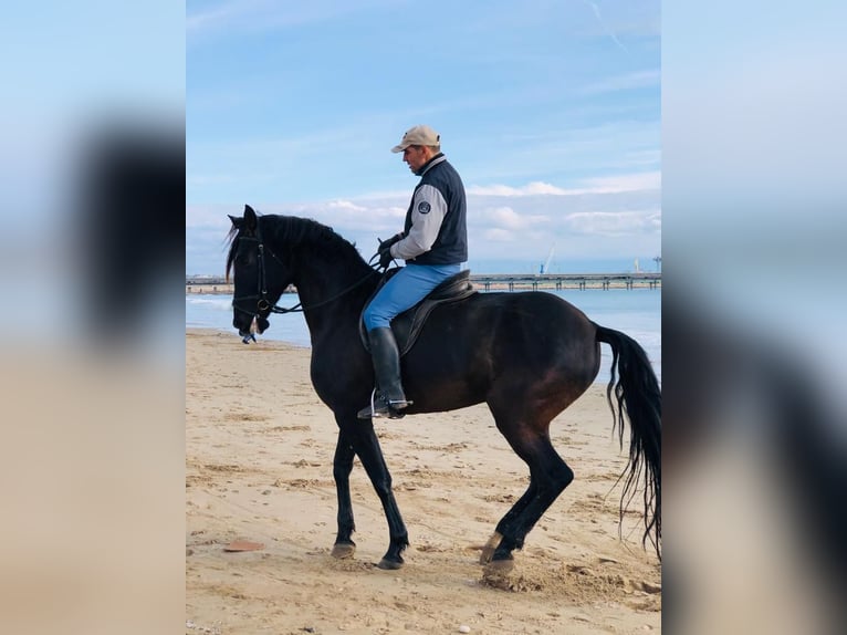Andaluces Caballo castrado 11 años 170 cm Negro in Vila-Seca