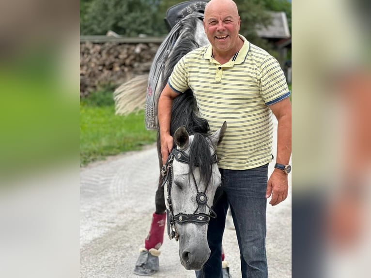 Andaluces Caballo castrado 11 años 175 cm Tordo rodado in 5440 Golling an der Salzach