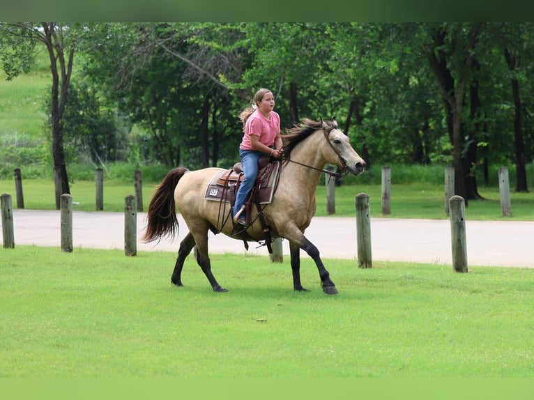 Andaluces Caballo castrado 12 años 142 cm Buckskin/Bayo in Forney