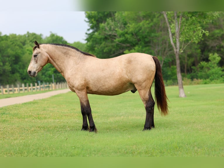 Andaluces Caballo castrado 12 años 142 cm Buckskin/Bayo in Forney