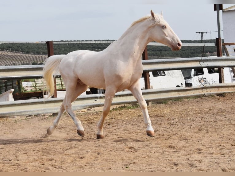 Andaluces Caballo castrado 12 años 155 cm Cremello in Provinz Cordoba