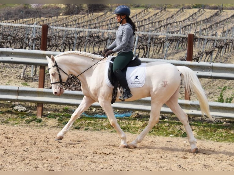 Andaluces Caballo castrado 12 años 155 cm Cremello in Provinz Cordoba